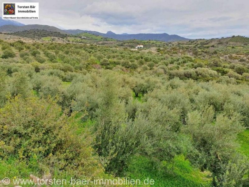 Agia Galini Kreta, Ag. Galini Olivenhain 130.000 m². Grundstück kaufen